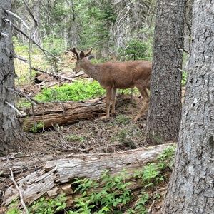 Meet your Posher, Carlotta